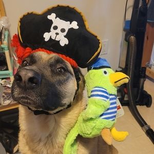 2 bark pirate parrot Caribbean bark toy squeaker